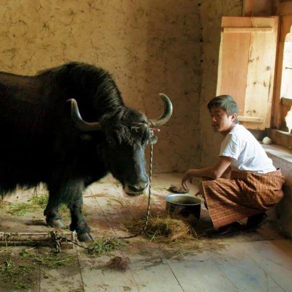 A stills image from a movie called LUNANA: A YAK IN THE CLASSROOM. Shows a man sitting next to a Yak inside a building.